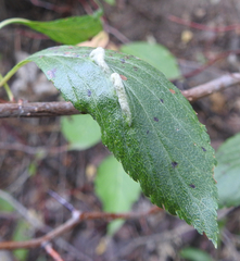 Blaesodiplosis