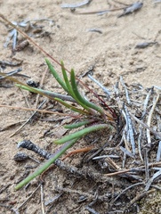 Phemeranthus rugospermus