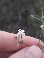 Asperula cynanchica