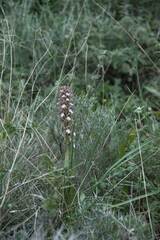 Himantoglossum robertianum