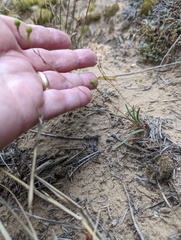 Phemeranthus rugospermus
