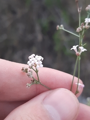Asperula cynanchica