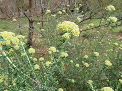 Ozothamnus obcordatus