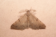 Selidosema pyrenaearia