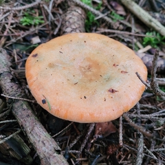 Lactarius deterrimus