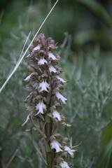 Himantoglossum robertianum