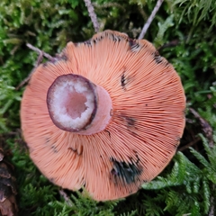 Lactarius deterrimus