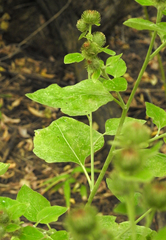 Arctium minus
