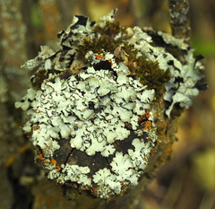 Parmelioideae