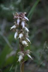 Himantoglossum robertianum