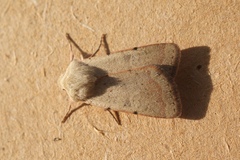 Xestia kermesina