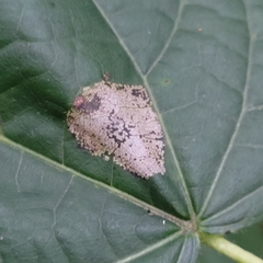 Phyllonorycter issikii