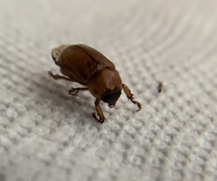 Cyclocephala