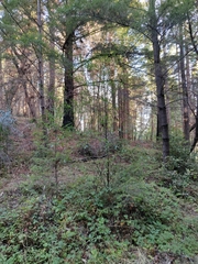 Ceanothus thyrsiflorus