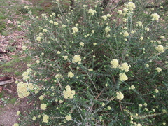 Ozothamnus obcordatus