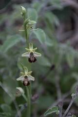 Ophrys