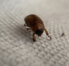 Cyclocephala