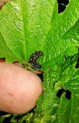 Vanessa atalanta atalanta