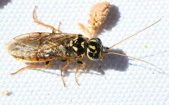 Acantholyda posticalis pinivora