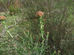 Ozothamnus obcordatus