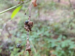 Ceanothus thyrsiflorus