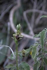 Ophrys