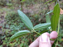 Ceanothus thyrsiflorus
