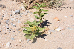 Asclepias nyctaginifolia