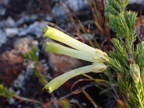 Discolorous-Onecolour Heath (Erica discolor)