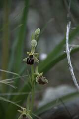 Ophrys