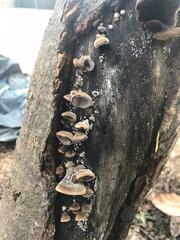 Auricularia polytricha