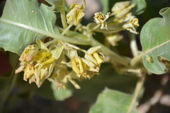 Asclepias nyctaginifolia