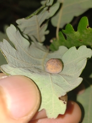 Cynips quercus