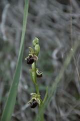 Ophrys