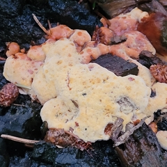 Gloeophyllum odoratum