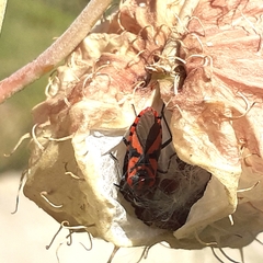 Spilostethus furcula