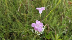 Agalinis linifolia