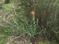 Ozothamnus obcordatus