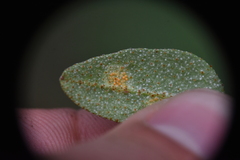 Puccinia caricis-shepherdiae