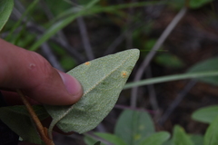 Puccinia caricis-shepherdiae