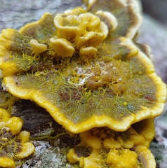 Myxomycetes