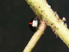 Chilocorus bipustulatus