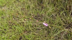 Agalinis linifolia