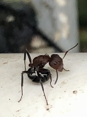 Camponotus planatus