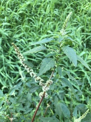 Amaranthus spinosus