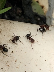 Camponotus planatus
