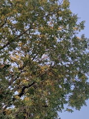 Ailanthus altissima