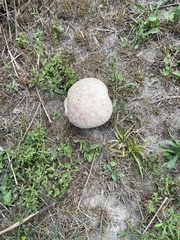 Calvatia craniiformis