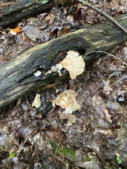 Laetiporus sulphureus