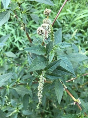 Amaranthus spinosus